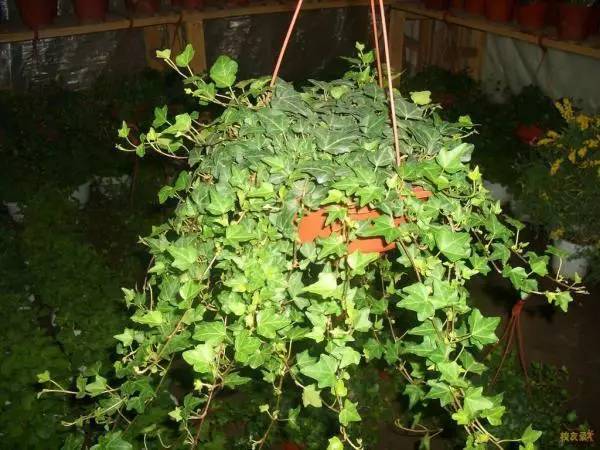 装修后放什么植物最好